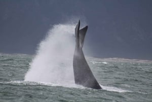 Kapstaden: Hermanus valskådning med delad båt och pingviner