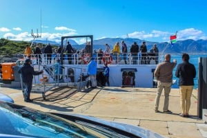 Kapkaupunki: Hermanus Whale Watching Tour ja hotellin nouto
