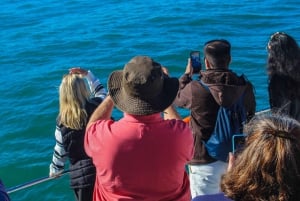 Kapstaden: Hermanus Whale Watching Tour med upphämtning från hotell