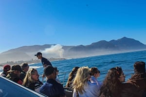 Kapstaden: Hermanus Whale Watching Tour med upphämtning från hotell
