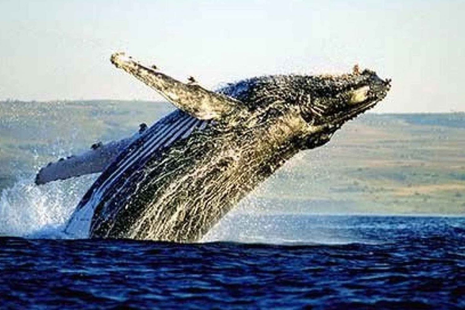 Cape Town: Hermanus Whale Watching & Winelands Private Tour