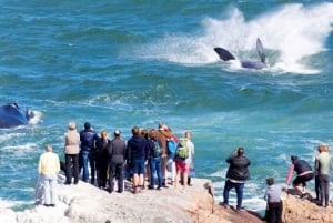 Cape Town: Hvalsafari i Hermanus og tur i Vinlandet