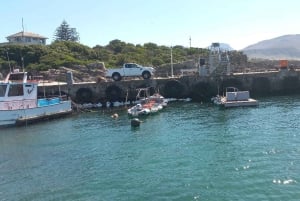 Cape Town: Hvalsafari i Hermanus og tur i Vinlandet