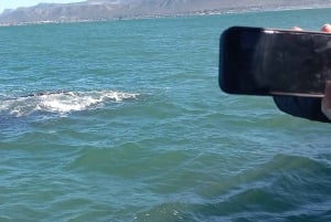 Cape Town: Hvalsafari i Hermanus og tur i Vinlandet