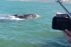 Cape Town: Hvalsafari i Hermanus og tur i Vinlandet