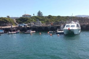 Cape Town: Hvalsafari i Hermanus og tur i Vinlandet