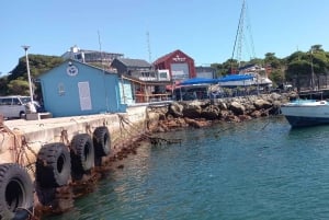 Cape Town: Hvalsafari i Hermanus og tur i Vinlandet