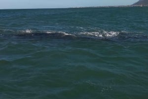 Cape Town: Hvalsafari i Hermanus og tur i Vinlandet
