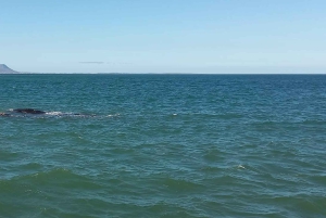 Cape Town: Hvalsafari i Hermanus og tur i Vinlandet