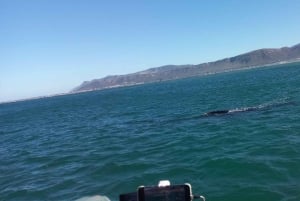 Cape Town: Hvalsafari i Hermanus og tur i Vinlandet