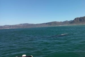 Cape Town: Hvalsafari i Hermanus og tur i Vinlandet