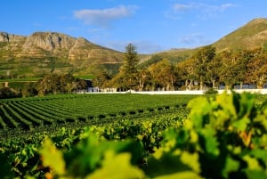 Le Cap : bus à arrêts multiples et dégustation de vins à Groot Constantia