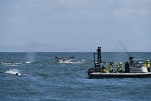 ケープタウン：ザトウクジラ観察 船上探検ツアー