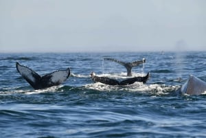 ケープタウン：ザトウクジラ観察 船上探検ツアー