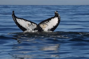 ケープタウン：ザトウクジラ観察 船上探検ツアー