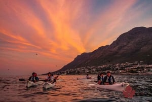 Cape Town Kayaking with Penguins Experience - Boulders Beach