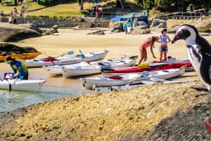 Cape Town Kayaking with Penguins Experience - Boulders Beach