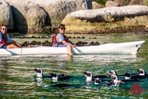 Cape Town Kayaking with Penguins Experience - Boulders Beach