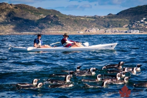 Cape Town Kayaking with Penguins Experience - Boulders Beach