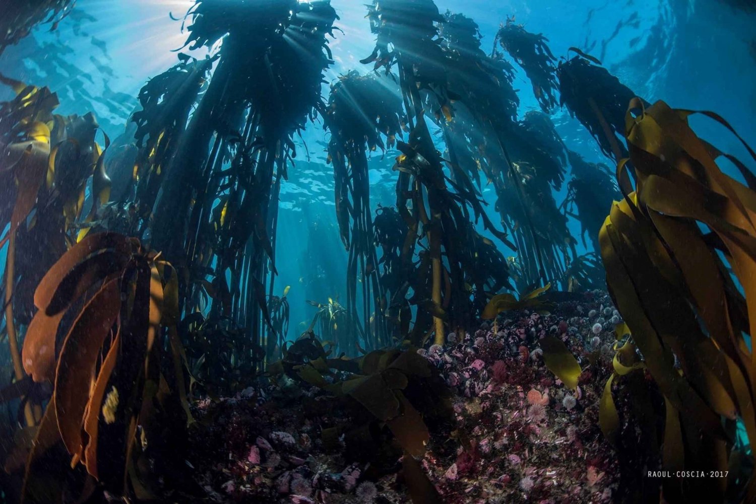Cape Town; Kelp Forest SCUBA Dive