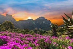 Cape Town: Kirstenbosch Botanical Garden Entry Ticket