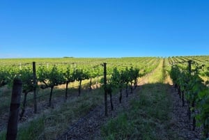 Kapsztad: spacer z Kirstenbosch do Constantii i degustacja win