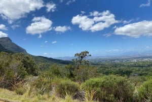 Kapsztad: spacer z Kirstenbosch do Constantii i degustacja win