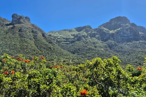 Kapstaden: Kirstenbosch till Constantia – promenad och vinprovning