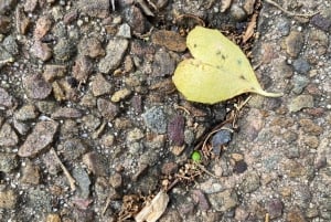 Kapstaden: Kirstenbosch till Constantia – promenad och vinprovning