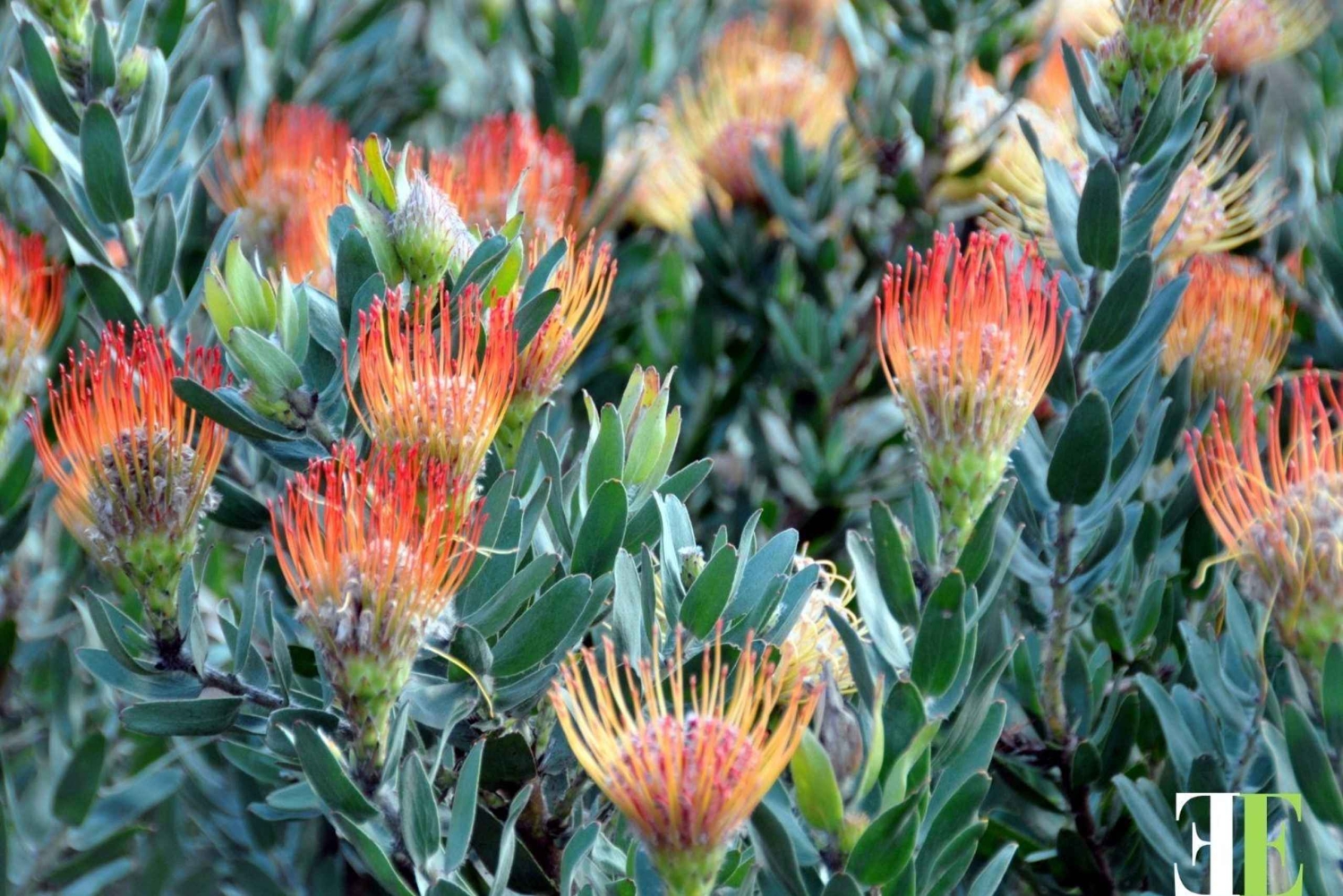 Ciudad del Cabo: legado y monumentos, esclavos e historias (con almuerzo)