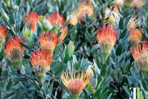 Ciudad del Cabo: legado y monumentos, esclavos e historias (con almuerzo)