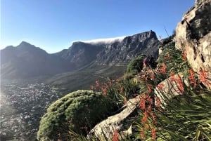 Kapstaden: Soluppgång eller solnedgångsvandring i Lion's Head