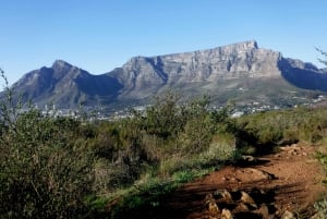 Cape Town: Lion's Head og Signal Hill Morning Trail Run