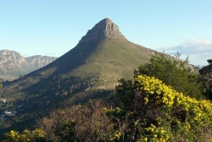Kapstaden: Lion's Head: Vandring vid soluppgången