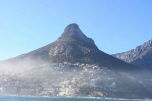 Ciudad del Cabo: Marine Big 5 Ocean Safari desde V&A Waterfront