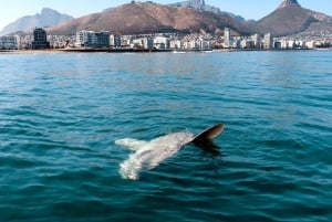 Cape Town: Marine Big 5 Ocean-safari fra V&A Waterfront