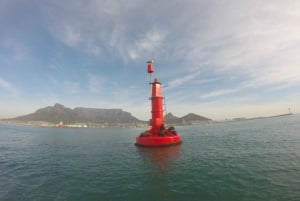 Cidade do Cabo: Passeio 'Big 5' Marinhos do V&A Waterfront
