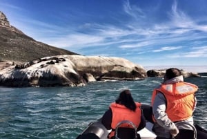 Cape Town: Marine Big 5 Ocean Safari fra V&A Waterfront