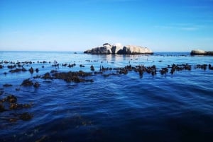 Kapsztad: Marine Big 5 Ocean Safari z V&A Waterfront