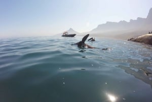 Кейптаун: морское сафари big 5 Ocean с набережной Виктории и Альберта