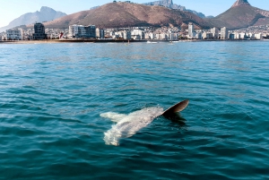 Cape Town: Marine Big 5 Ocean Safari from V&A Waterfront