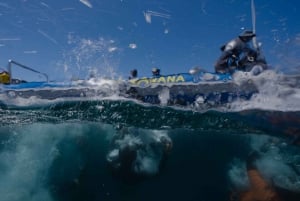 Cidade do Cabo: Expedição de investigação e safari marítimo com os Big 5