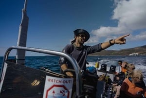 Cidade do Cabo: Expedição de investigação e safari marítimo com os Big 5