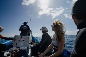 Cidade do Cabo: Expedição de investigação e safari marítimo com os Big 5