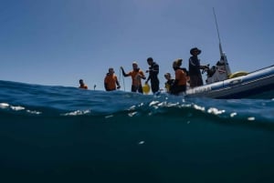 Cidade do Cabo: Expedição de investigação e safari marítimo com os Big 5