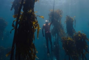 Cidade do Cabo: Expedição de investigação e safari marítimo com os Big 5