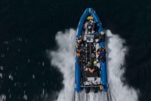 Cidade do Cabo: Expedição de investigação e safari marítimo com os Big 5