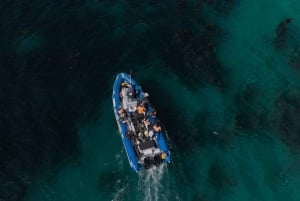 Cidade do Cabo: Expedição de investigação e safari marítimo com os Big 5