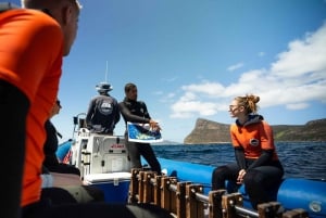 Cidade do Cabo: Expedição de investigação e safari marítimo com os Big 5