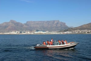 Cape Town: Marine Wildlife Cruise and City Tour